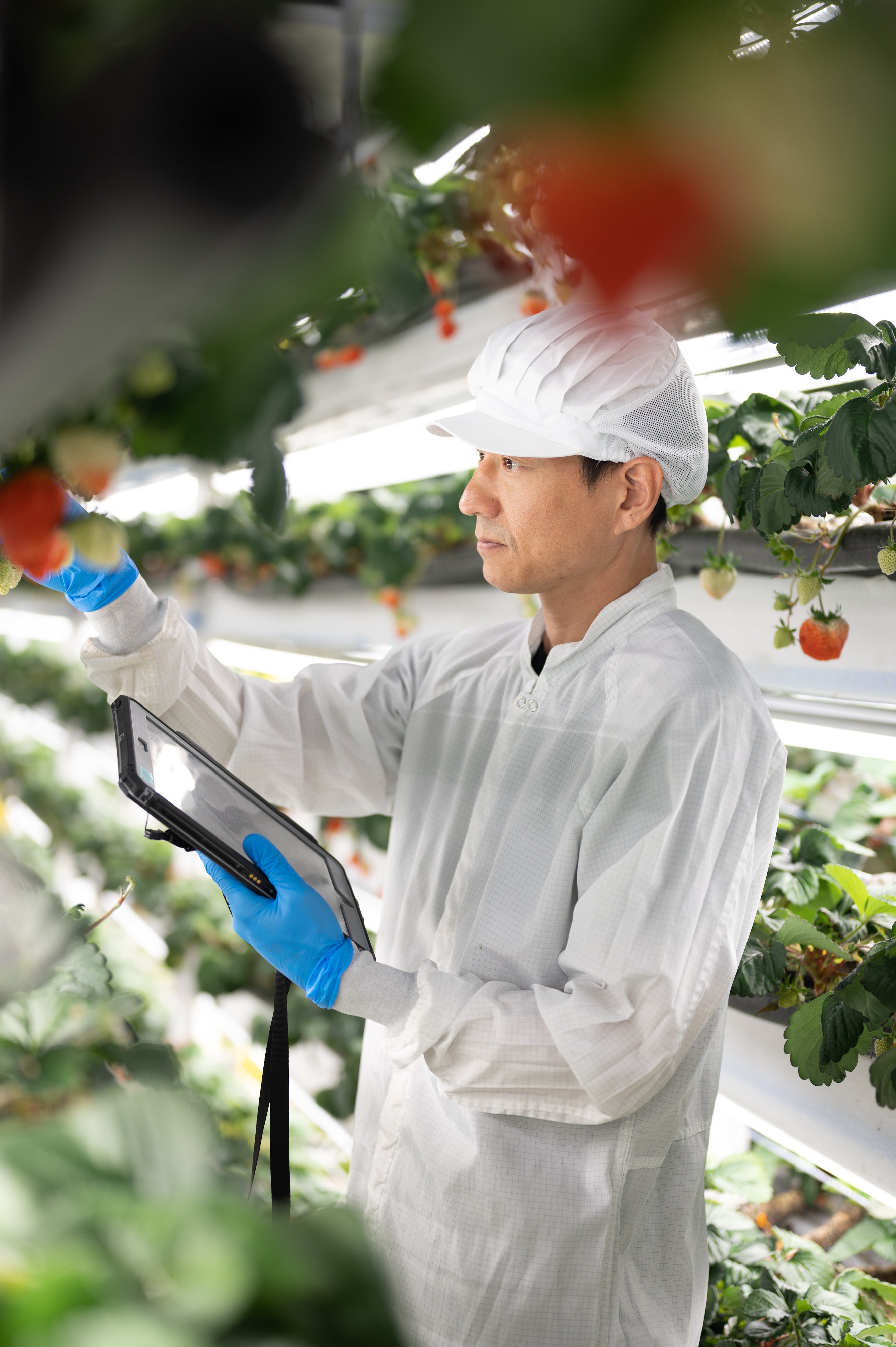 Farm team member stands in the middle of the Omakase Berry racks with an ipad collecting data points for Oishii's farm operations.