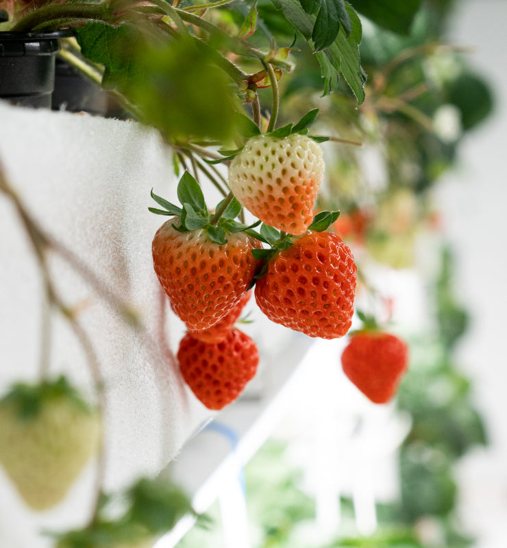 Close up of a strawberry cluster with berries on the vine inside Oishii's indoor vertical farm. The Omakase Berries are in various stages of ripeness.